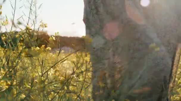 Ragazza in abito verde passeggiate attraverso i campi sciocco di fiori gialli in fiore. Donna capelli lunghi cammina intorno alla splendida campagna. Luce dorata in un paesaggio idilliaco. Pace e tranquillità . — Video Stock