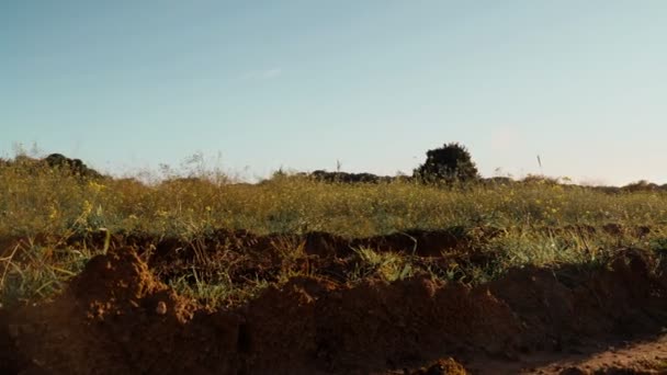 Menina de vestido verde caminha através dos campos tolo de flores amarelas florescendo. Mulher de cabelo comprido anda ao redor do belo campo. Luz dourada na paisagem idílica. Paz e tranquilidade . — Vídeo de Stock