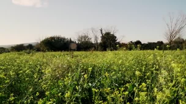 Κορίτσι με πράσινο φόρεμα στέκεται στο γήπεδο ανόητος της ανθισμένα κίτρινα λουλούδια. Μακριά μαλλιά γυναίκα θαυμάζει τη θέα της όμορφης υπαίθρου. Χρυσό φως σε ειδυλλιακό τοπίο. Ειρήνη και ηρεμία. — Αρχείο Βίντεο