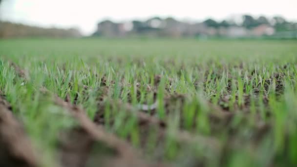 Zbliżenie kiełkujących ziaren na polu. Zielone kiełki na ciemnej ziemi. Sprouted pszenicy kiełki kołysać na wietrze. Rolnictwo i zbiory. Zielone pole przeciw czystemu niebu. Wiosenne pędy. Pszenica, owies, żyto — Wideo stockowe