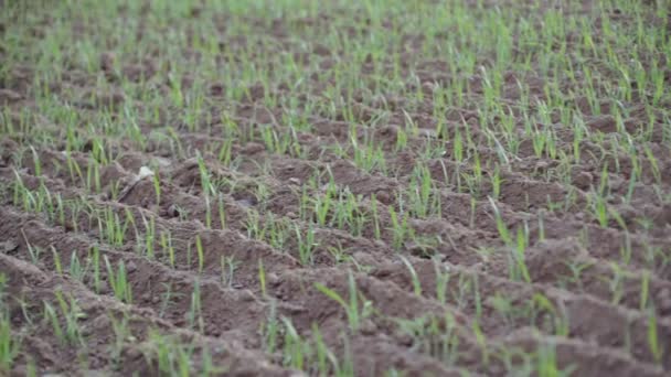 Close-up de grãos brotados no campo. Brotos verdes em solo escuro. Brotos de trigo brotados oscilam ao vento. Agricultura e colheita. Campo verde contra um céu limpo. Tiros de primavera. Trigo, aveia, centeio — Vídeo de Stock