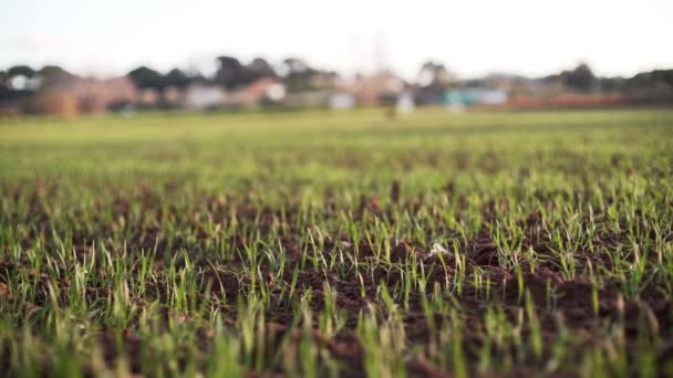 Tarlada filizlenmiş tanelerin yakın çekimi. Koyu toprakta yeşil lahanalar. Filizlenmiş buğday filizleri rüzgarda sallanıyor. Tarım ve hasat. Açık gökyüzüne karşı yeşil alan. Bahar çekimleri. Buğday, yulaf, çavdar — Stok video