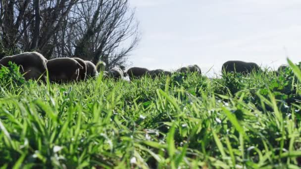 A flock of sheep grazes in a green meadow. Sheep is eating grass. Sheep breeding. Green meadow with sheep in golden light. Farming and agriculture. Pets grazing. — 비디오