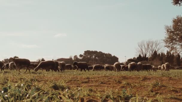 Зграя овець пасеться на зеленому лузі. Вівці їдять траву. Розведення овець. Зелений луг з вівцями в золотому світлі. Фермерство та сільське господарство. Випасання домашніх тварин . — стокове відео