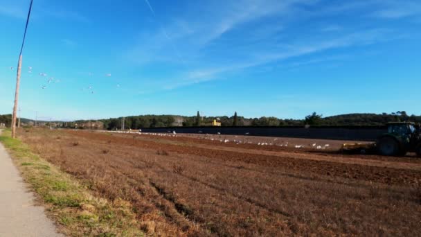 A traktor felszántja a földet. Egy csapat fehér gém és sirály repked körülöttünk. Madarak legelnek a pályán. Mezőgazdaság és gazdálkodás. Mezőgazdasági technológia. Felkészülök a vetésre. Gyönyörű madarak.. — Stock videók