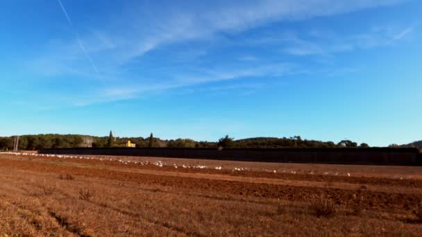 Le tracteur laboure le sol. Un troupeau de hérons blancs et de mouettes vole. Les oiseaux paissent sur le terrain. Agriculture et agriculture. Technologie agricole. Préparation pour semer des champs. Beaux oiseaux . — Video