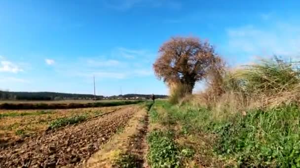 Ein Mädchen mit langen Haaren radelt auf einer Landstraße zwischen Feldern, Wäldern und Wiesen. malerische Landschaft. Radfahren auf dem Land. Gassen, Wälder mit Kiefern und Zypressen. goldenes Licht. — Stockvideo