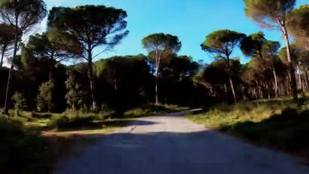 Landsväg bland åkrar, skogar och ängar. Utsikt från cyklistperspektivet. En pittoresk landsbygd. Landsbygdscykeltur. Alléer, skogar med tallar och cypresser. Gyllene ljus. — Stockvideo