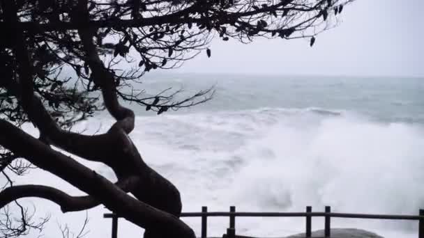 View of the stormy sea through the branches of trees. Watching the storm. The wind shakes the trees. During a storm. Severe raging sea. Big waves. Windy rainy weather. View of the dramatic ocean. — Stock Video
