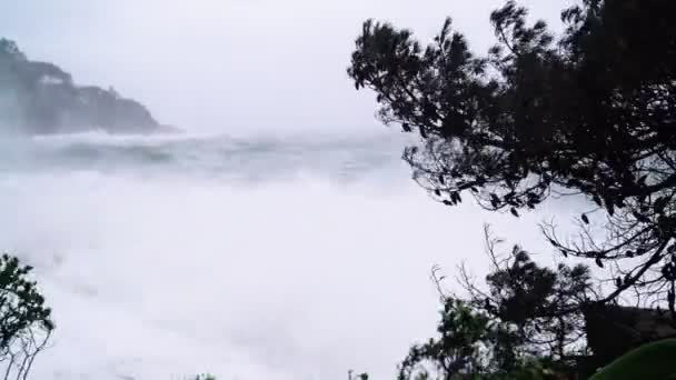 Widok na burzliwe morze przez gałęzie drzew. Obserwuję burzę. Wiatr wstrząsa drzewami. Podczas burzy. Poważne wzburzone morze. Duże fale. Wichura deszczowa. Widok na dramatyczny ocean. — Wideo stockowe