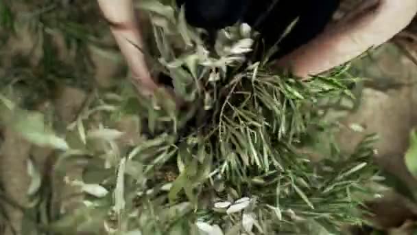 Bouquet di rami e foglie di eucalipto. Primo piano di mani femminili che scelgono un mazzo. Fiorista al lavoro. Composizione delle piante. Colori naturali. Bouquet primaverile. Fiori secchi. Estetica eco-compatibile . — Video Stock