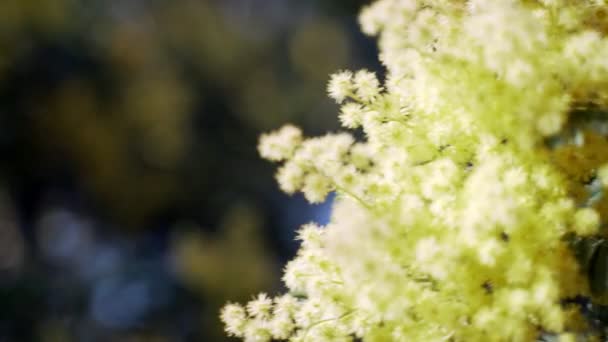 Close-up of blooming mimosa. Yellow flowers. The first flowers of mimosa. Spring flowering. Sunlight breaks through leaves and flowers. Spring has come. Young green leaves and delicate flowers. — Stock Video