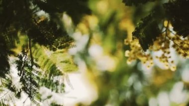 Mimoza çiçeğine yakın çekim. Sarı çiçekler. Mimoza 'nın ilk çiçekleri. Bahar çiçekleri. Güneş ışığı yaprakları ve çiçekleri delip geçiyor. Bahar geldi. Genç yeşil yapraklar ve narin çiçekler.