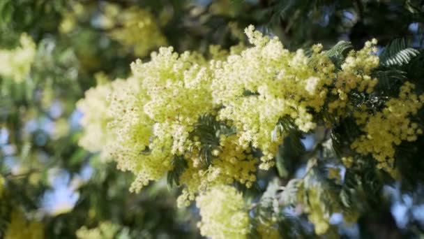 満開のミモザの花に触れる手のクローズアップ。ミモザの最初の黄色の花。春の開花。葉や花を通して日光が壊れます。春が来た。若い緑の葉. — ストック動画