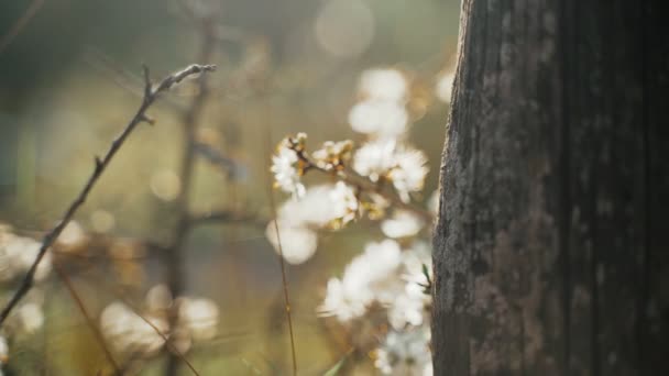 Close-up of the first spring white flowers. Spring flowering. Sunlight breaks through leaves and flowers. Spring has come. Young green leaves and delicate flowers on the branches. Golden light. — Stock Video