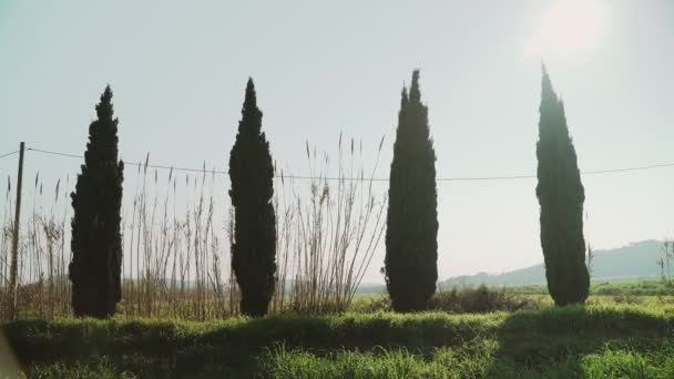 Young athletic woman jogging on a spring morning. Jogging along the road among cypress trees and green fields. Outdoor sports. Healthy lifestyle. Beautiful rural scenery. Spring colors. Running. — Stock Video