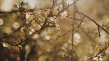 İlk bahar beyaz çiçeklerinin yakın çekimi. Bahar çiçekleri. Güneş ışığı yaprakları ve çiçekleri delip geçiyor. Bahar geldi. Genç yeşil yapraklar ve dallarda narin çiçekler. Altın ışık.