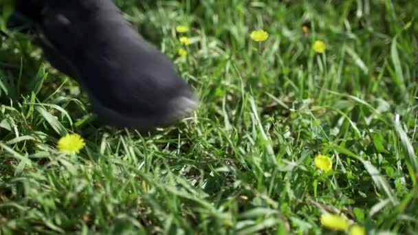 ジョギングの前に靴ひもを結ぶ女の子。春草の中を走る。ランニングの準備。アウトドアスポーツ。健康的なライフスタイル。黄色の花と新鮮な緑の草. — ストック動画