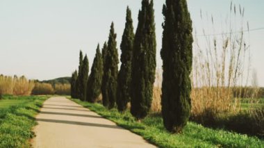Bir bahar sabahı koşan genç bir atletik kadın. Yol boyunca, selvi ağaçları ve yeşil tarlalar arasında koşuyor. Açık hava sporları. Sağlıklı bir yaşam tarzı. Güzel kırsal manzara. Bahar renkleri. Çalışıyor.