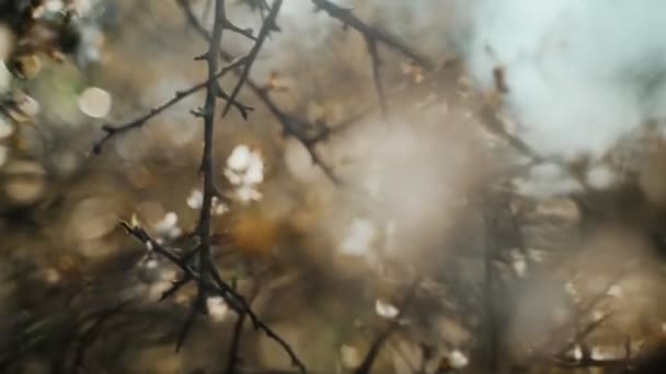 Close-up van de eerste lente witte bloemen. Voorjaarsbloei. Zonlicht breekt door bladeren en bloemen. De lente is gekomen. Jonge groene bladeren en delicate bloemen op de takken. Gouden licht. — Stockvideo