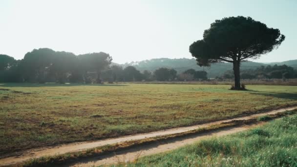 Junge athletische Frau joggt an einem Frühlingsmorgen. Joggen entlang der Straße zwischen Bäumen und grünen Wiesen. Outdoor-Sport. Gesunder Lebensstil. Schöne ländliche Landschaft. Frühlingsfarben. Goldenes Licht. Laufen. — Stockvideo