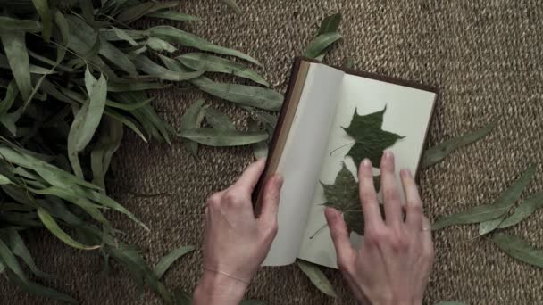 Plantas en un cuaderno para herbario. Primer plano de las manos femeninas recogiendo hojas en un herbario. Florista en el trabajo. Flatlay. Colores naturales. Ramo de primavera. Flores secas. Estética ecológica . — Vídeo de stock