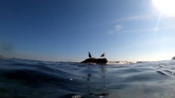 Cormorán y gaviota están sentados en una roca en el mar. Disparando desde el agua. Las aves marinas en su hábitat natural. Los pájaros - los amigos descansan sobre la roca. Observación de aves. Fauna marina . — Vídeo de stock