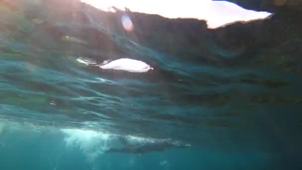 Chica en un traje de neopreno negro salpica y nada bajo el agua. Disparos submarinos. Triatlón. Rayos de sol en agua esmeralda clara. Rociar y resplandor solar en el fondo de arena marina. Nadar en aguas abiertas . — Vídeo de stock