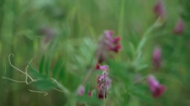 Bahar çiçekleri. Çiçek açan mor çiçeklere yakın çekim. Yeşillik bir arka planda güzel çiçekler. Tarla ve orman bitkileri. Botanik yürüyüşleri. Doğayı uyandırmak. Rüzgarda sallanan çiçekler.