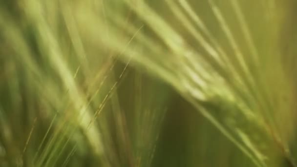 Campo de primavera. Close-up de espigas de trigo. Belo campo de centeio em luz dourada. Plantas de campo e floresta. Caminhadas botânicas. Despertar a natureza. As orelhas de trigo oscilam ao vento. Colheita . — Vídeo de Stock