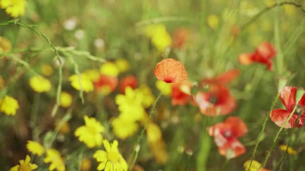 Flores da Primavera. Close-up de papoulas vermelhas florescendo e flores amarelas. Lindas flores em um fundo de verduras de primavera exuberantes. Plantas de campo e floresta. Caminhadas botânicas. Flores balançam no vento . — Vídeo de Stock