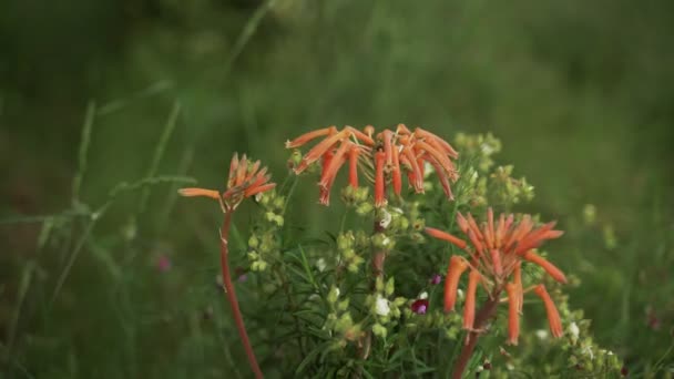 Flores de primavera. Primer plano de la mano tocando flores naranjas florecientes. Hermosas flores sobre un fondo de exuberantes verdes de primavera. Plantas de campo y forestales. Caminatas botánicas. Las flores oscilan en el viento . — Vídeos de Stock