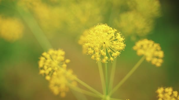 Frühlingsblumen. Nahaufnahme von blühenden gelben Blumen. Schöne Blumen auf einem Hintergrund aus üppigem Frühlingsgrün. Feld- und Waldpflanzen. Botanische Spaziergänge. Die erwachende Natur. Blumen wiegen im Wind. — Stockvideo