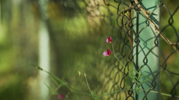 Fiori primaverili. Primo piano di fiori viola in fiore sulla recinzione di metallo. Bei fiori su uno sfondo di verdi lussureggianti di primavera. Piante da campo e forestali. Passeggiate botaniche. Risvegliare la natura . — Video Stock