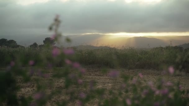 Sole dorato tramonto rompe attraverso le nuvole su un bellissimo campo. Campo di primavera su uno sfondo di montagne. Bellissimo paesaggio rurale. Un tramonto drammatico. Luce dorata . — Video Stock