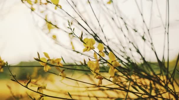 Flores de primavera. Primer plano de flores amarillas florecientes. Hermosas flores sobre un fondo de exuberantes verdes de primavera. Plantas de campo y forestales. Caminatas botánicas. Despertando la naturaleza. Las flores oscilan en el viento . — Vídeo de stock
