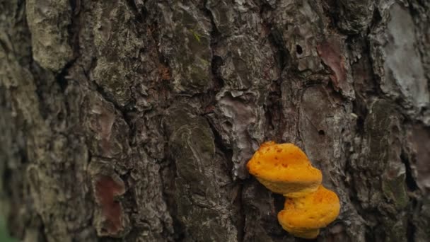 Spring flowers. Close-up of orange tree mushroom on tree bark.. Beautiful tree mushroom on a background of lush spring greens. Field and forest plants. Botanical walks. Awakening nature. — Stock Video