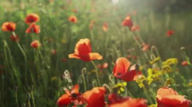 Bahar çiçekleri. Kırmızı gelinciklerin yakın çekimi. Yeşillik bir arka planda güzel çiçekler. Tarla ve orman bitkileri. Botanik yürüyüşleri. Doğayı uyandırmak. Rüzgarda sallanan çiçekler.