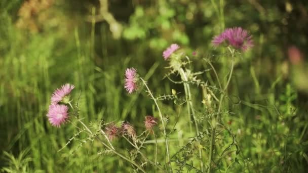 Voorjaarsbloemen. Close-up van bloeiende paarse bloemen. Mooie bloemen op een achtergrond van weelderige lentegroenen. Veld- en bosplanten. Botanische wandelingen. De natuur wakker maken. Bloemen zwaaien in de wind. — Stockvideo