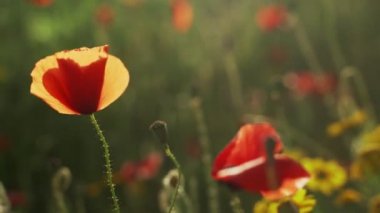 Bahar çiçekleri. Kırmızı gelinciklere yakın çekim. Yeşillik bir arka planda güzel çiçekler. Tarla ve orman bitkileri. Botanik yürüyüşleri. Doğayı uyandırmak. Rüzgarda sallanan çiçekler.