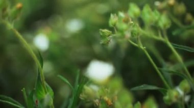 Bahar çiçekleri. Çiçek açan beyaz çiçeklere yakın çekim. Yeşillik bir arka planda güzel çiçekler. Tarla ve orman bitkileri. Botanik yürüyüşleri. Doğayı uyandırmak. Rüzgarda sallanan çiçekler.