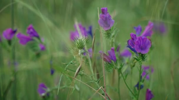 Spring flowers. Close-up of blooming purple flowers. Beautiful flowers on a background of lush spring greens. Field and forest plants. Botanical walks. Awakening nature. Flowers sway in the wind. — Stock Video