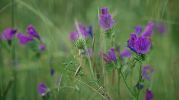 Wiosenne kwiaty. Zbliżenie kwitnących fioletowych kwiatów. Piękne kwiaty na tle bujnej wiosennej zieleni. Rośliny polne i leśne. Spacery botaniczne. Przebudzenie natury. Kwiaty kołyszą się na wietrze. — Wideo stockowe