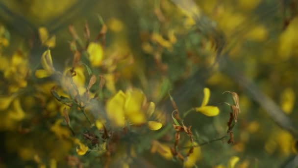 Flores de primavera. Primer plano de flores amarillas florecientes. Hermosas flores sobre un fondo de exuberantes verdes de primavera. Plantas de campo y forestales. Caminatas botánicas. Despertando la naturaleza. Las flores oscilan en el viento . — Vídeo de stock