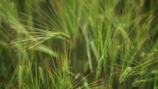 Campo primaverile. Primo piano delle spighe di grano. Bellissimo campo di segale in luce dorata. Piante da campo e forestali. Passeggiate botaniche. Risvegliare la natura. Le orecchie di grano ondeggiano nel vento. Raccolta primaverile . — Video Stock