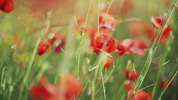 Voorjaarsbloemen. Een close-up van de rode papaver. Mooie bloemen op een achtergrond van weelderige lentegroenen. Veld- en bosplanten. Botanische wandelingen. De natuur wakker maken. Bloemen zwaaien in de wind. — Stockvideo