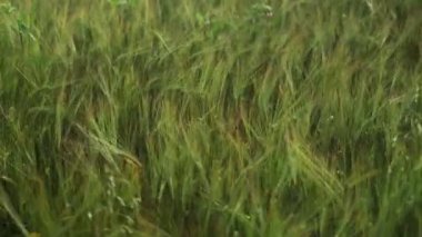 Bahar tarlası. Buğday kulakları yakın plan. Altın ışıkta güzel bir çavdar tarlası. Tarla ve orman bitkileri. Botanik yürüyüşleri. Doğayı uyandırmak. Rüzgarda sallanan buğday kulakları. Bahar hasadı.