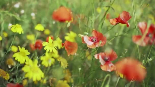 春花。盛开的红罂粟和黄色花朵的特写。美丽的花朵，背景是茂盛的春绿。土地和森林植物。植物学散步。花儿在风中摇曳. — 图库视频影像