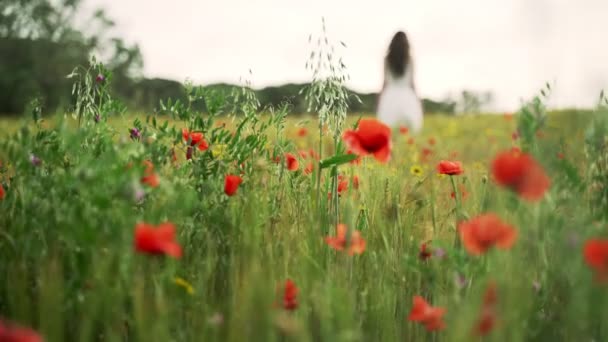 Дівчина в білій смугастій сукні проходить через пшеничне поле з червоними маками. Довге волосся жінка ходить навколо красивої сільської місцевості. Золоте світло в ідилічному ландшафті. Весняне поле. Літня квітка. Спокійний — стокове відео