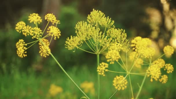 Frühlingsblumen. Nahaufnahme von blühenden gelben Blumen. Schöne Blumen auf einem Hintergrund aus üppigem Frühlingsgrün. Feld- und Waldpflanzen. Botanische Spaziergänge. Die erwachende Natur. Blumen wiegen im Wind. — Stockvideo